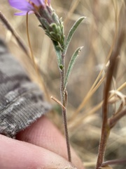 Dieteria canescens