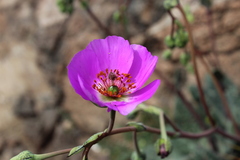 Cistanthe grandiflora