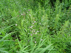 Cirsium arvense integrifolium