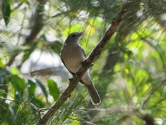 Colluricincla harmonica harmonica