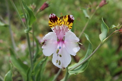 Alstroemeria pulchra