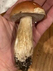 Boletus chippewaensis