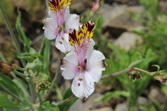 Alstroemeria pulchra