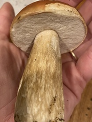Boletus chippewaensis
