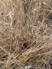 Dieteria canescens