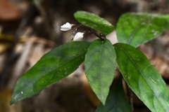 Codonacanthus pauciflorus