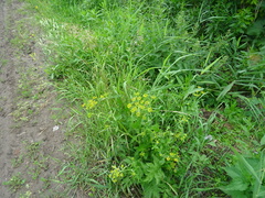 Pastinaca sativa sylvestris
