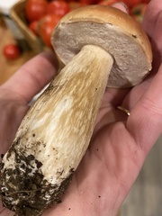 Boletus chippewaensis