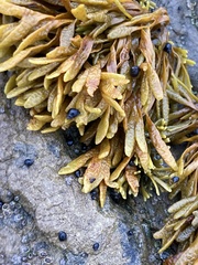 Pelvetiopsis limitata