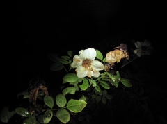 Diplocarpon rosae
