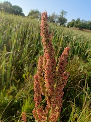 Rumex britannica
