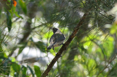 Colluricincla harmonica harmonica