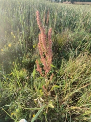 Rumex britannica