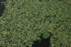 Salvinia natans