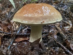 Boletus chippewaensis