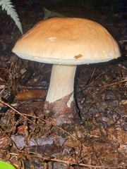 Boletus chippewaensis