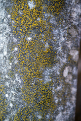 Candelariella aurella