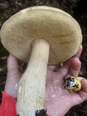 Boletus chippewaensis