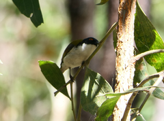 Melithreptus lunatus