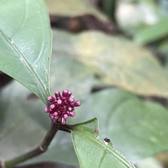 Chassalia curviflora