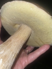 Boletus chippewaensis
