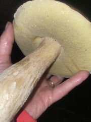 Boletus chippewaensis