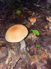 Boletus chippewaensis