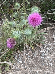 Cirsium vulgare