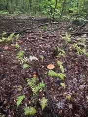 Boletus chippewaensis
