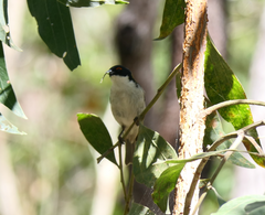 Melithreptus lunatus