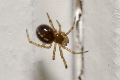 Steatoda castanea