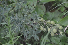 Baptisia bracteata leucophaea