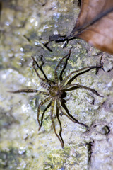 Heteropoda venatoria