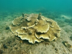 Duncanopsammia peltata