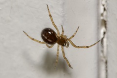 Steatoda castanea