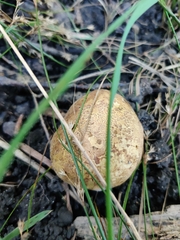 Scleroderma