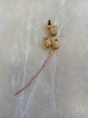 Rhinanthus serotinus