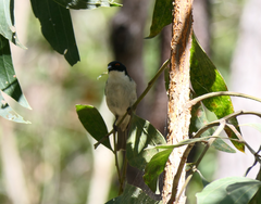 Melithreptus lunatus