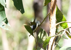 Melithreptus lunatus