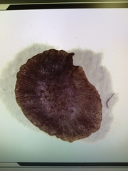 Rhinanthus serotinus