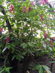 Megaskepasma