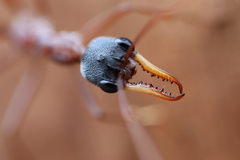 Myrmecia nigriceps