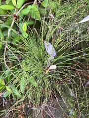 Equisetum telmateia