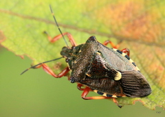 Pinthaeus sanguinipes