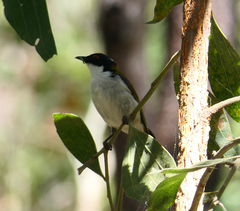 Melithreptus lunatus