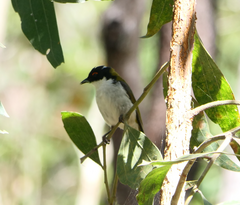 Melithreptus lunatus