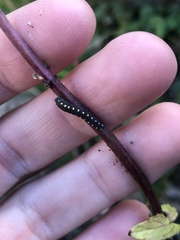 Tenthredo marginella