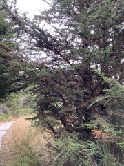 Cupressus sargentii