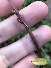 Tenthredo marginella