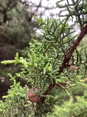 Cupressus sargentii